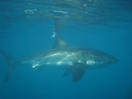 THE GREAT WHITE SHARK - foto Enrico Rabboni