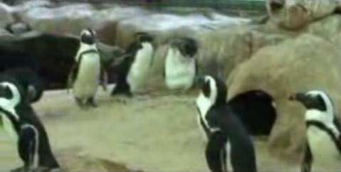 Pinguini - Two Oceans Aquarium - Cape Town