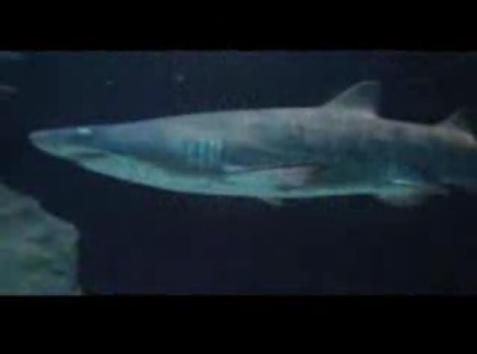 Shark - Two Oceans Aquarium - Cape Town