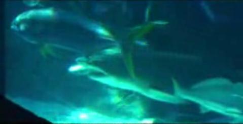 Shark - Two Oceans Aquarium - Cape Town