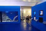 Giovane “Barracuda” presente all’Aquarium Mondo Marino di Massa Marittima (GR). Attesa per la prima edizione di “La Notte con gli Squali”