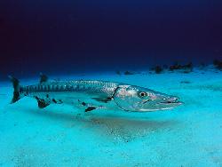 Immagine di un Barracuda tropicale (Sphyraena barracuda)