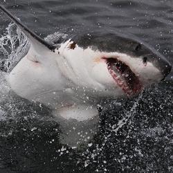 Great White Shark (foto Franco Iosa)