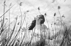 “Assicutannu u ventu” (Inseguendo il vento) di Max Ferrara