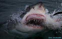 Great White Shark - foto Sara Andreotti