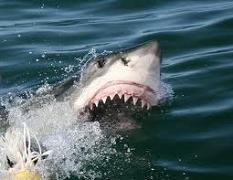 Graeat White Shark - foto Franco iosa 