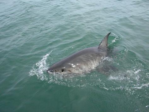 White Shark - Gansbaai Marzo 2012 - 1^ Spedizione Didattica Centro studi Squali