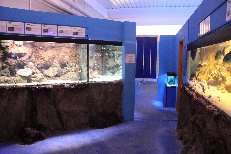Alcune delle vasche all'interno dell'Aquarium Mondo Marino sede del Centro Studi Squali