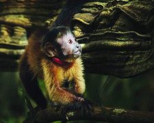 Amazonia - La scimmia Sai
