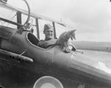 Animali nella Grande Guerra